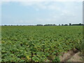 Potato field, Wingland in PE34 4HQ