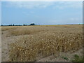 Wheat field off Hospital Road in PE12 9YR
