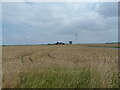 Wheat as far the eye can see in PE12 9YR