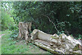 A seat in Duddas Wood, Derrington, Stafford in ST18 9NH