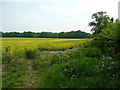 Rape field in SN14 6AN