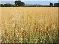 Oats field off Church Path in Over Stratton
