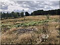 Felled area on Court Hill in AB34 5FH