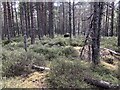 Scots pine woodland, Court Hill in AB34 5FH