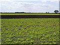 Fields by King's Farm in PE16 6XF