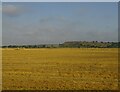 Stubble field towards a distant Stone Cliff in TN29 9RZ