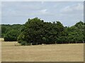 Parched grassland and woodland north of Woodchurch Road in TN30 7DP