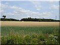 Cereal crop east of Hamstreet Road in TN26 2EH