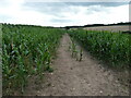 Footpath through maize near Highlands Park Farm in DE13 8BG