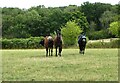 Horses at Balsdon Farm in RG17 9DG