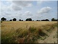 Cereal crop, Bromley Green in TN26 1NL