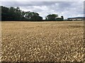 Wheat, Thornyhill in AB30 1YJ