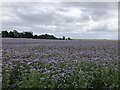 Phacelia crop, Aldbar in DD9 6SR