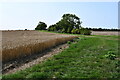 Public Footpath along a crop field in Ewerby and Evedon