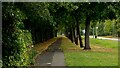 An avenue of trees on Westbrook Crescent in WA5 8TQ