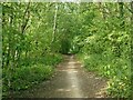 Woodland footpath in Bestwood Country Park in NG6 8SS