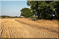 Trees on harvested wheat field margin, Paglesham in SS4 2AU