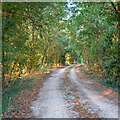 Tree lined footpath, near Stannetts, Paglesham in SS4 2DZ