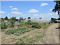 Allotments on Stapleton Road in TA12 6HG