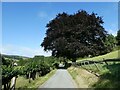 An avenue lined on one side with Copper Beeches at Nantyr in Llansantffraid Glyn Ceiriog Community
