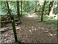 Footpath looking east inside Bottom Wood in Chorleywood South & Maple Cross Ward