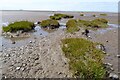 Mud and grass, Sand Bay in BS22 9UQ