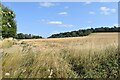 Field beside Littlecote Lane in RG17 0SX