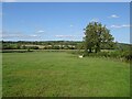 Grazing and hedgerow near Yewtree Farm in DE56 2LR