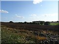 Crop field off Burland Green Lane in DE6 4PU