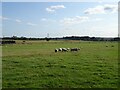 Sheep grazing, Cocks-hut-hill in DE22 5LG