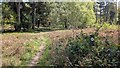 Bike trail in Tunstall Forest in IP12 3PX