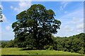 Giant Sycamore off Butt Hill Lane in Claughton