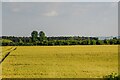 Buckland : Crop Field in SN7 8PX