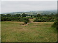 Moorland grass and Bracken with path to ford the leat in PL19 9JZ