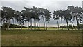 Line of pine trees near Foxhall Hall in IP5 3UF