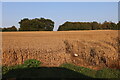 Crops by Swaffham Road, East Raynham in NR21 7EQ