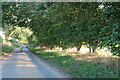 Lodge Lane north of East Lexham in PE32 2RZ