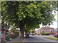 Tree on Canterbury Road, Davyhulme, Urmston in M32 9PS