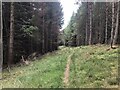 Path, Corseardar Hill in AB31 6NW