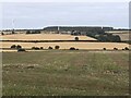 Stubble, Blairshinnoch in AB45 2EA