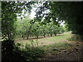 Orchard by the old Roman road in TA13 5LJ