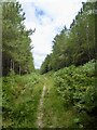 Track. Darwell Wood in TN33 9QL