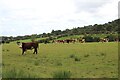 Field with cattle in PA9 1DJ