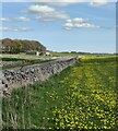 Field of dandelions near Cronkston Lodge in SK17 9QL