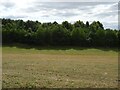 Grazing and woodland, Gun Hill in DE6 3BE