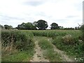 Maize crop off Dogkennel Lane in DE6 1PJ
