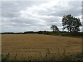 Stubble field off Lady Hole Lane in DE6 1LX