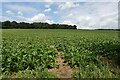Sugar beet crop by Fring in Fring