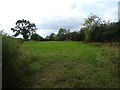 Grazing beside Gorsey Lane in Kirk Ireton