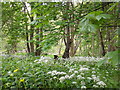 Wild Ramsons on the Island, Ettrick Water in TD1 3PG
